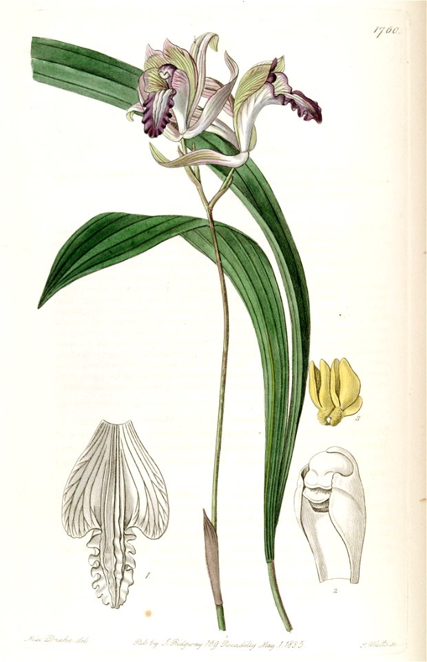 Bletia reflexa - Edwards vol 21 pl 1760 (1836)