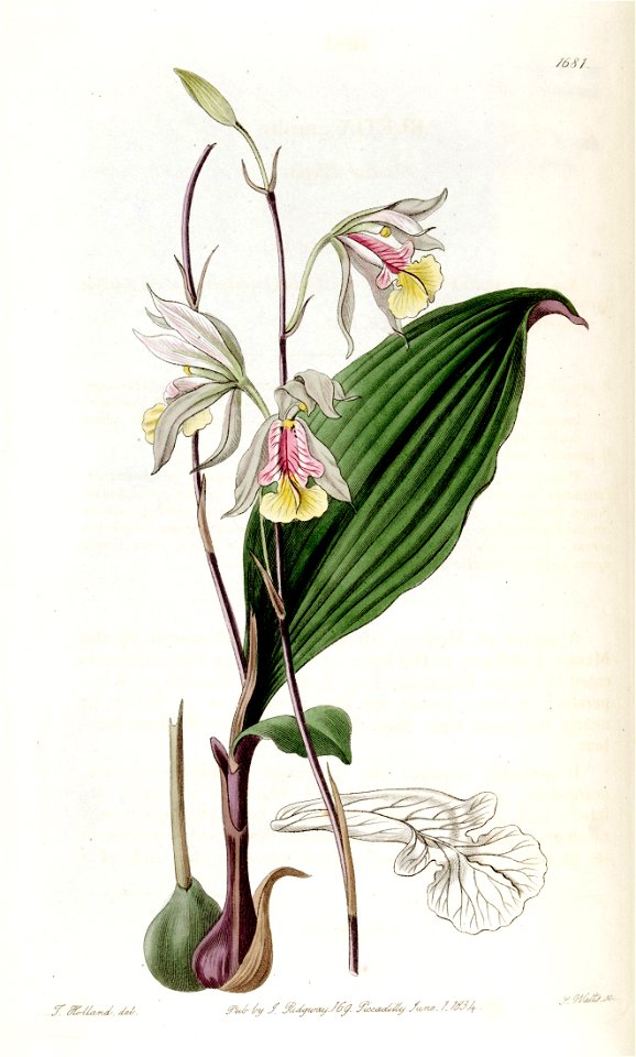 Bletia gracilis - Edwards vol 20 pl 1681 (1835)