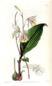 Bletia gracilis - Edwards vol 20 pl 1681 (1835). Free illustration for personal and commercial use.