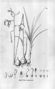 Bletia catenulata (as Bletia rodriguesii) - Fl.Br.3-5-74