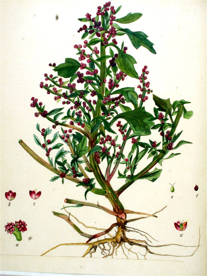 Blitum rubrum — Flora Batava — Volume v20