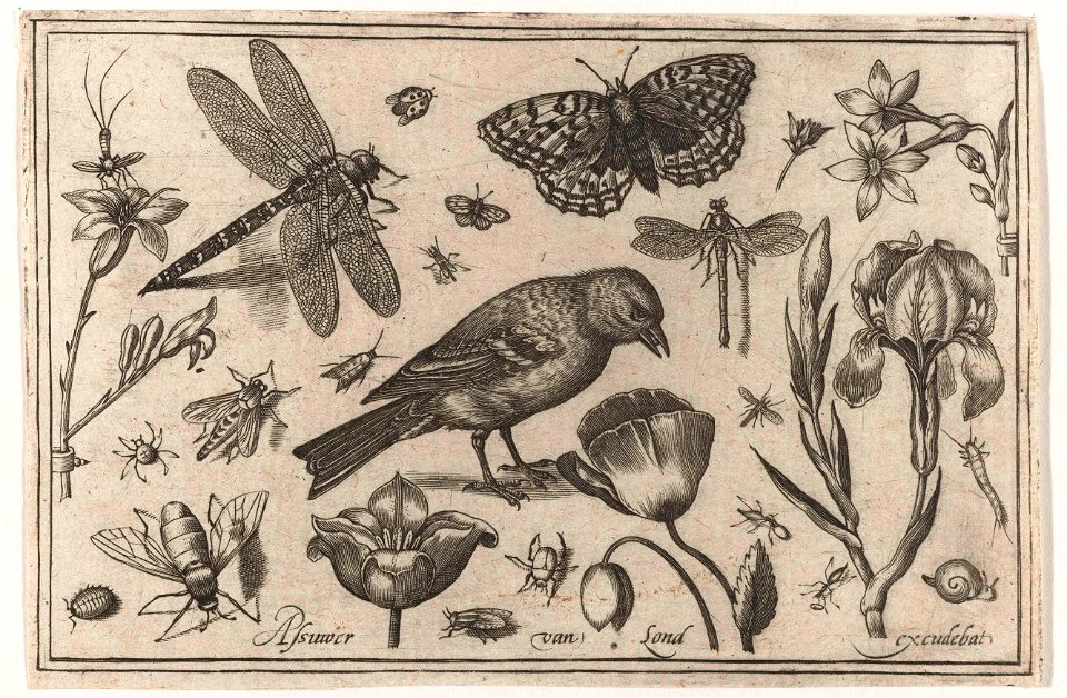 Bloemen, libelle en vogel