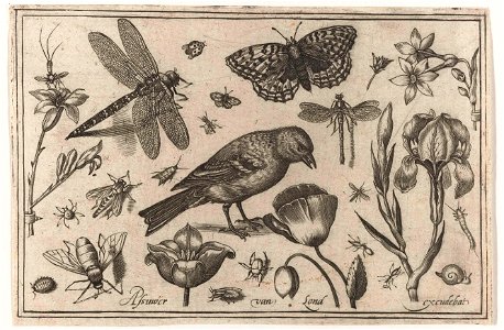 Bloemen, libelle en vogel