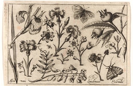 Bloemen en vlinders