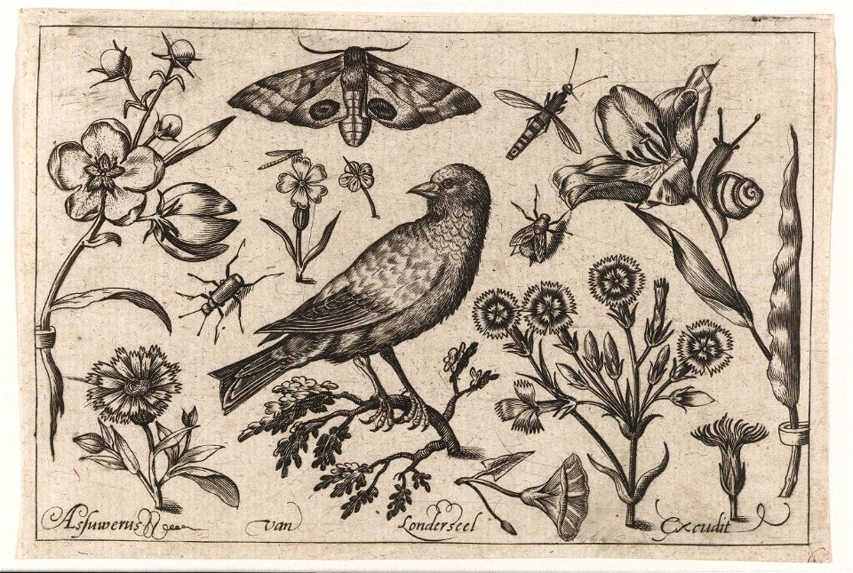 Bloemen, insecten, nachtpauwoog en een kraai