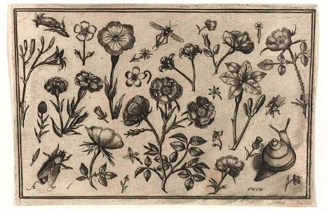 Bloemen, een vlieg en een slak