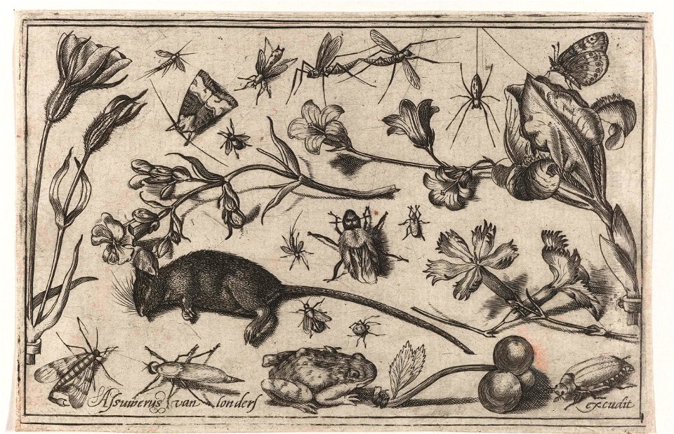Bloemen, insecten, een kikker en een dode muis