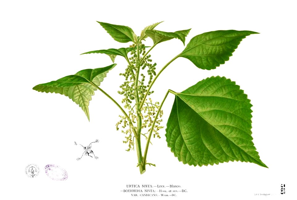 Boehmeria nivea Blanco2.385