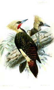 CeleusKerriKeulemans