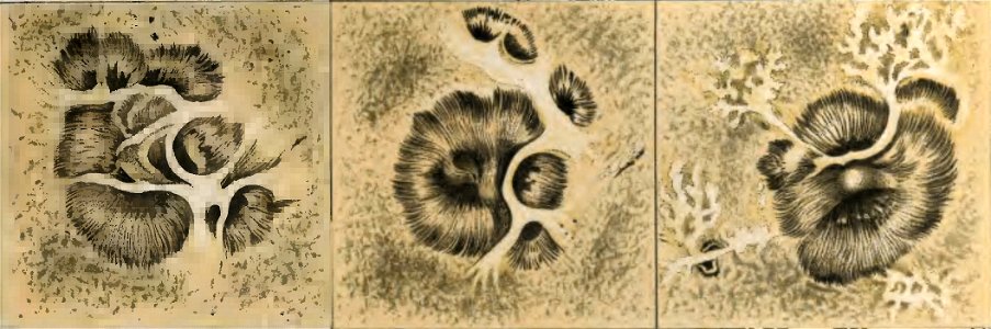 Celoria - Atlante Astronomico, 1890 (page II - fig 2)