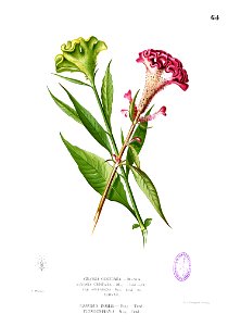 Celosia cristata Blanco1.64