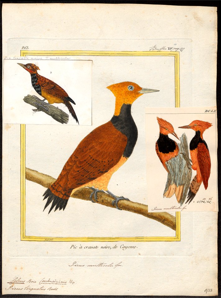 Celeus torquatus - 1700-1880 - Print - Iconographia Zoologica - Special Collections University of Amsterdam - UBA01 IZ18700319