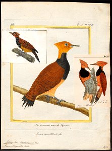 Celeus torquatus - 1700-1880 - Print - Iconographia Zoologica - Special Collections University of Amsterdam - UBA01 IZ18700319. Free illustration for personal and commercial use.