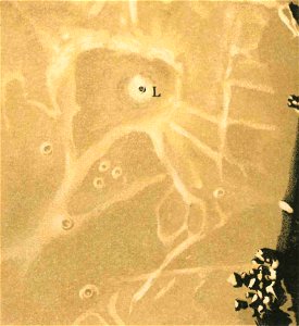 Celoria - Atlante Astronomico, 1890 (page IX - fig 4)