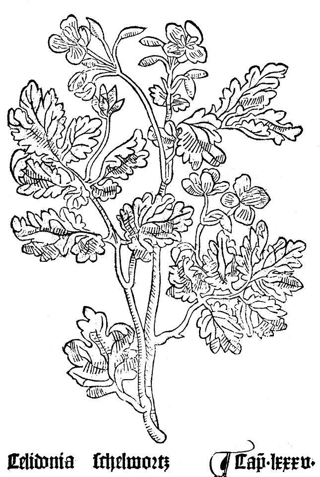 Celidonia Gart