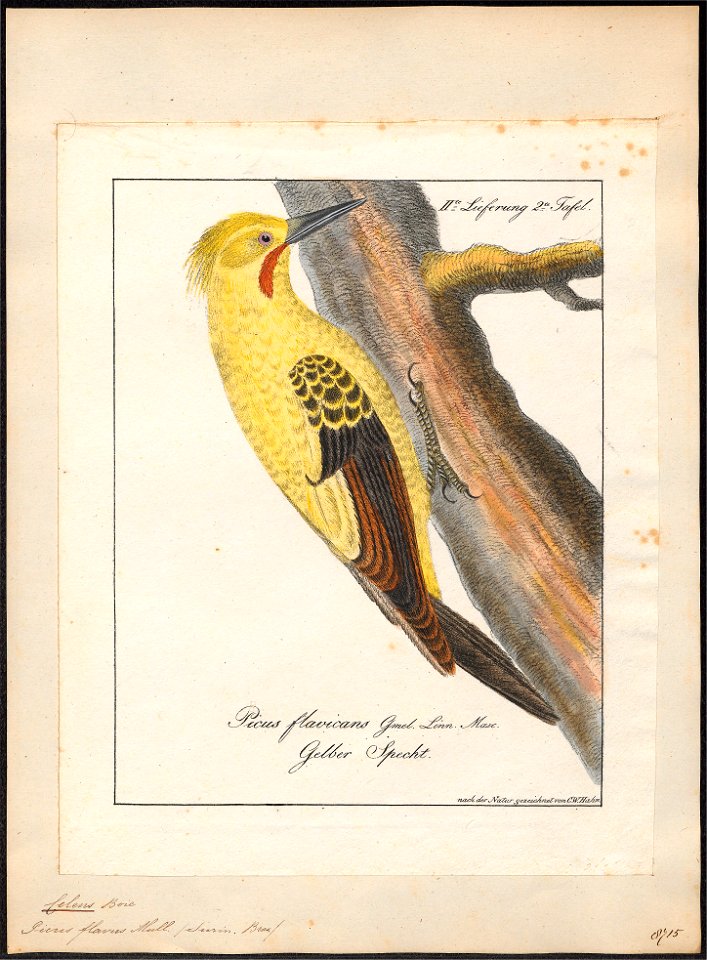 Celeus flavus - 1700-1880 - Print - Iconographia Zoologica - Special Collections University of Amsterdam - UBA01 IZ18700309