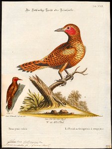 Celeus undatus - 1700-1880 - Print - Iconographia Zoologica - Special Collections University of Amsterdam - UBA01 IZ18700321