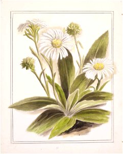 Celmisia Holosericea. (1890-1896). by Emily Cumming Harris