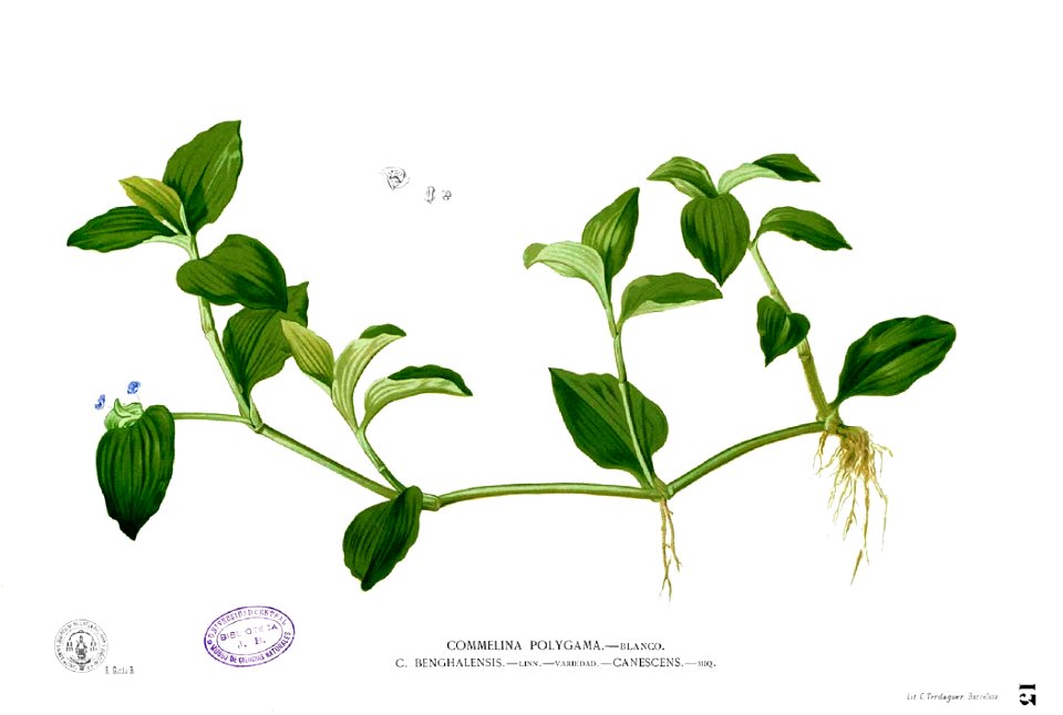 Commelina communis Blanco1.13