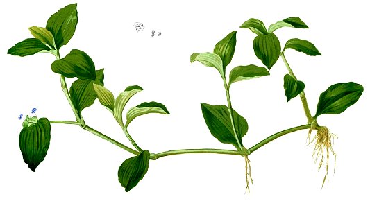 Commelina communis Blanco1.13-cropped