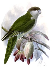 BolborhynchusAymaraKeulemans