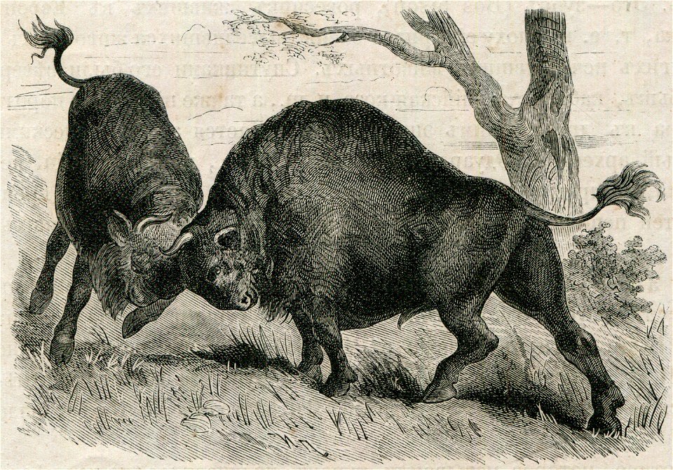 Boj zubroŭ. Бой зуброў (1882)