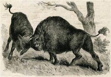 Boj zubroŭ. Бой зуброў (1882)