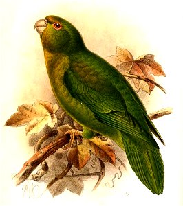 BolborhynchusAndicolaKeulemans (cropped)