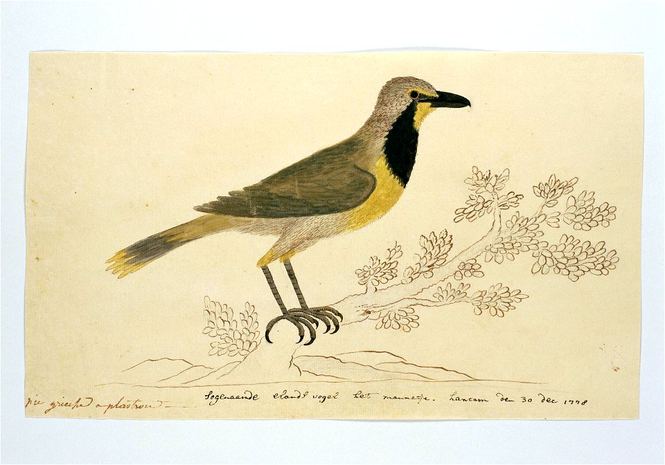 Bokmakierie klauwier of wurgvogel (Telophorus zeylonus)- mannetje