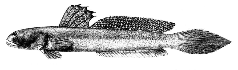 Boleophthalmus dentatus Ford 64