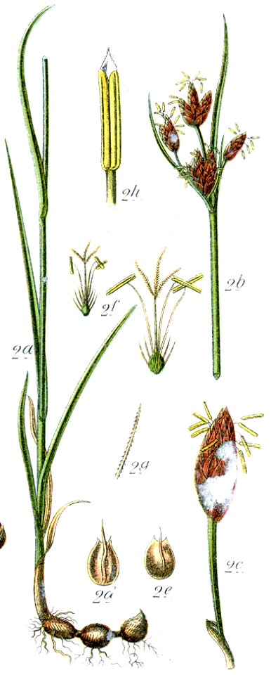 Bolboschoenus maritimus syn Cyperus maritimus