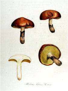 Boletus luteus — Flora Batava — Volume v13