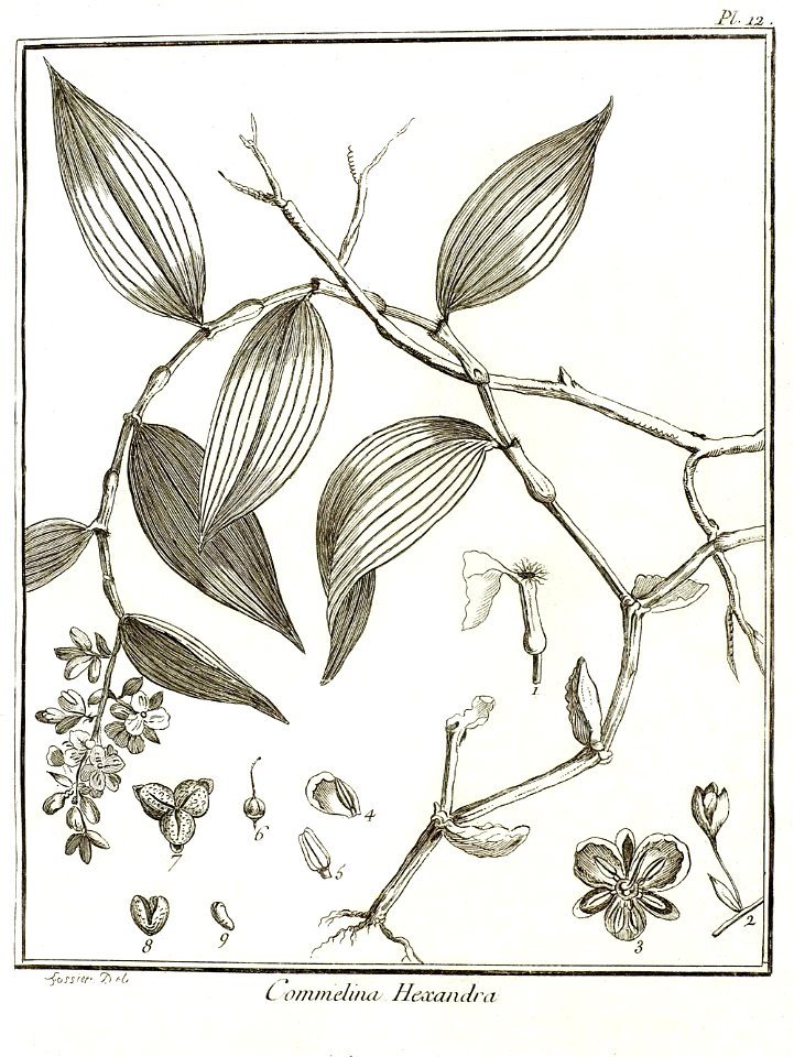 Commelina hexandra Aublet 1775 pl 12