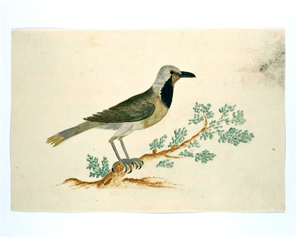 Bokmakierie klauwier of wurgvogel (Telophorus zeylonus)
