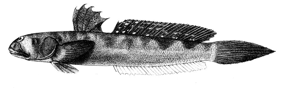 Boleophthalmus dussumieri Ford 64