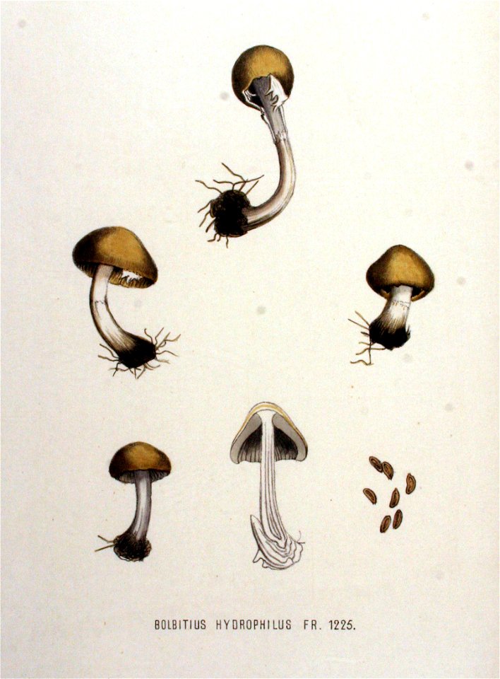 Bolbitius hydrophilus — Flora Batava — Volume v16