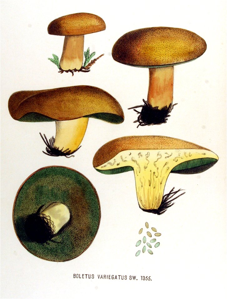 Boletus variegatus — Flora Batava — Volume v17
