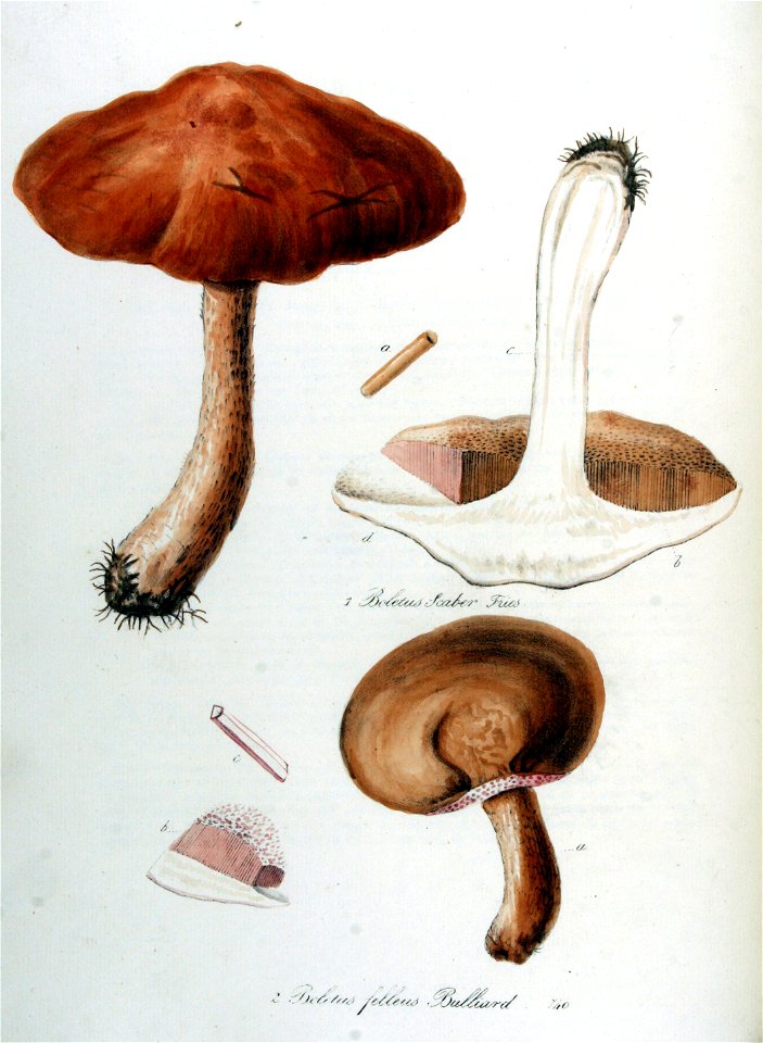 Boletus felleus — Flora Batava — Volume v10