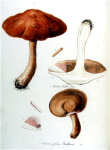 Boletus felleus — Flora Batava — Volume v10. Free illustration for personal and commercial use.