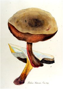 Boletus satanas — Flora Batava — Volume v12