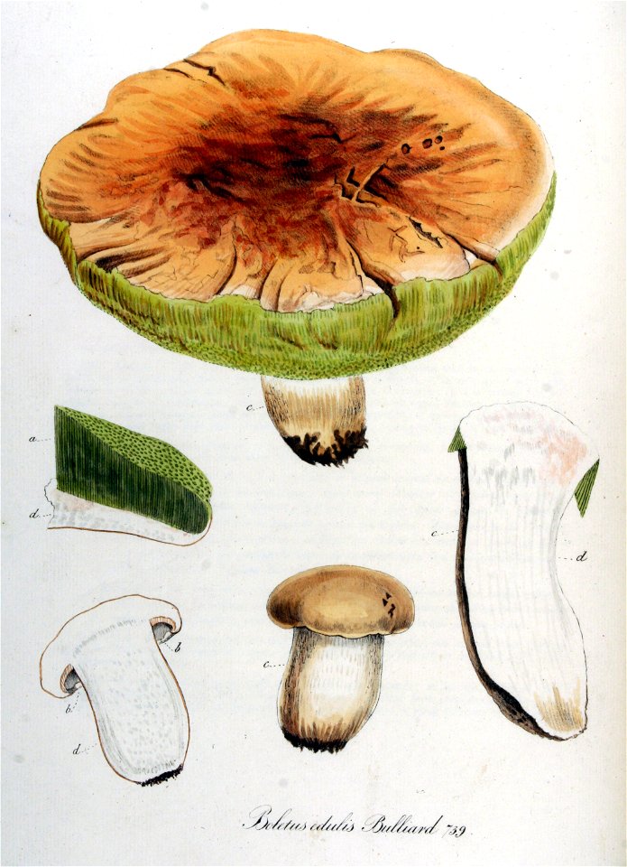 Boletus edulis — Flora Batava — Volume v10
