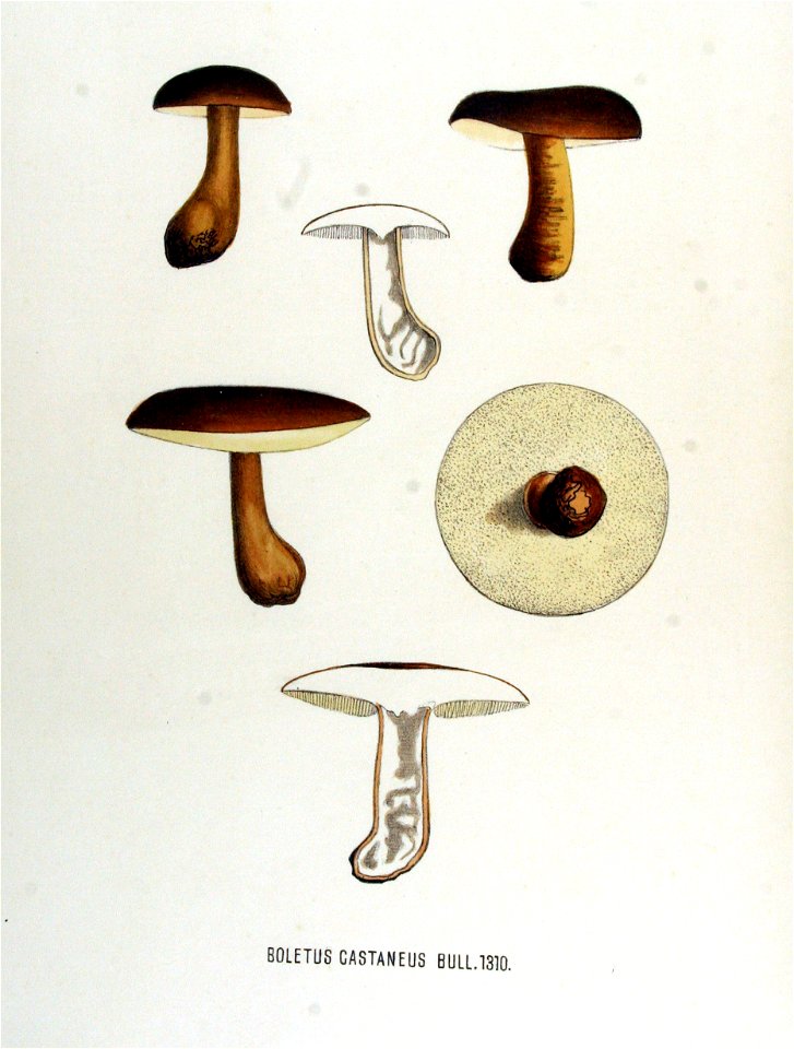 Boletus castaneus — Flora Batava — Volume v17