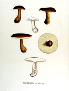Boletus castaneus — Flora Batava — Volume v17. Free illustration for personal and commercial use.