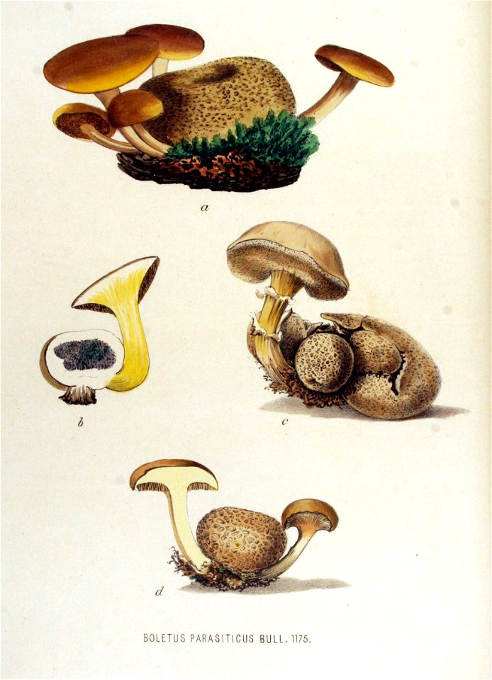 Boletus parasiticus — Flora Batava — Volume v15