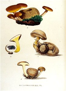 Boletus parasiticus — Flora Batava — Volume v15