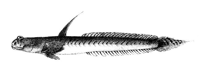 Boleophthalmus viridis Ford 66