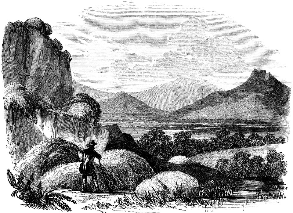 Bolax glebaria-Voyage Southern and Antarctic Regions-2-1847-0339