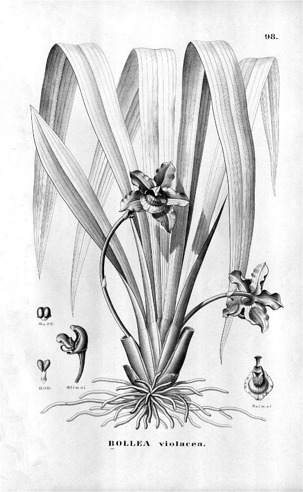 Bollea violacea Flora Brasiliensis -3-6-98