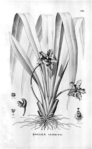 Bollea violacea Flora Brasiliensis -3-6-98