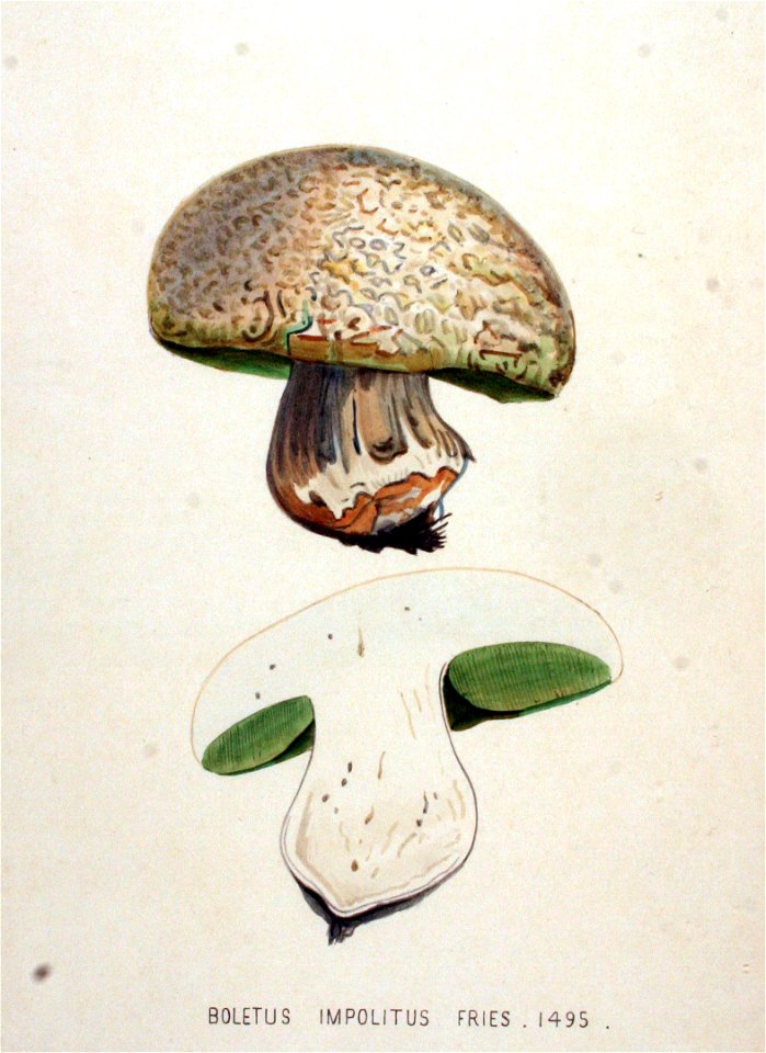 Boletus implitus — Flora Batava — Volume v19